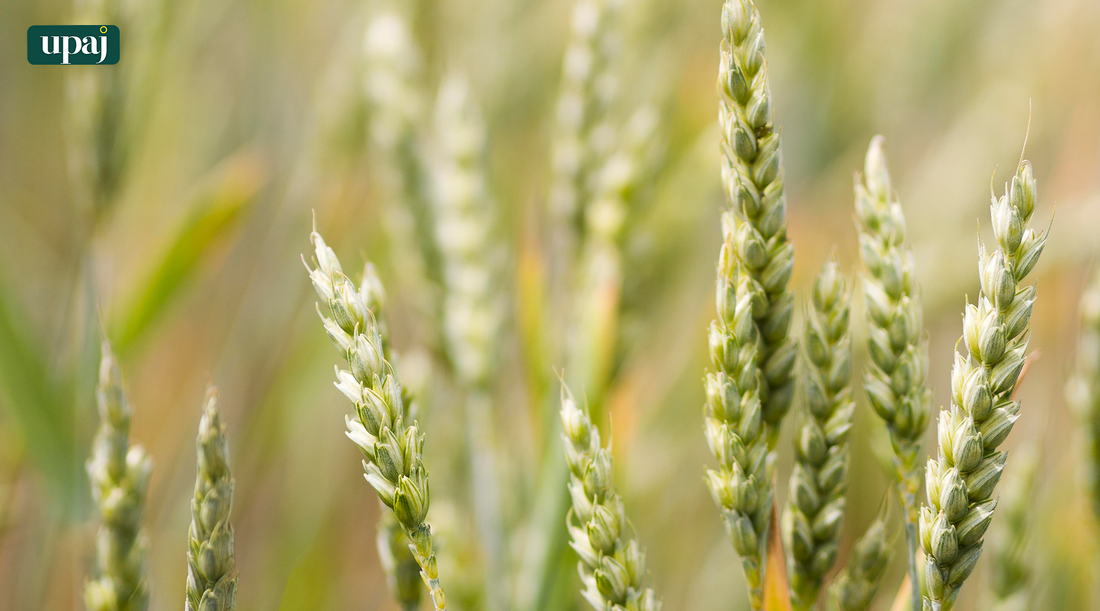 Cultivation of Barnyard Millet (Sawa) For Best Yield