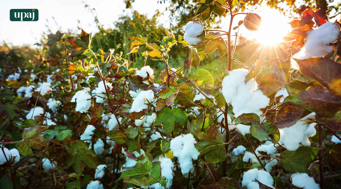 Cotton Farming: Soil Preparation and Sowing Methods