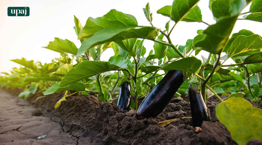 Modern Techniques for Higher Yield in Brinjal