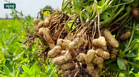 Groundnut Cultivation: Soil Management To Harvesting