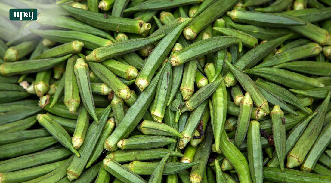 Okra Cultivation: Sowing to Picking