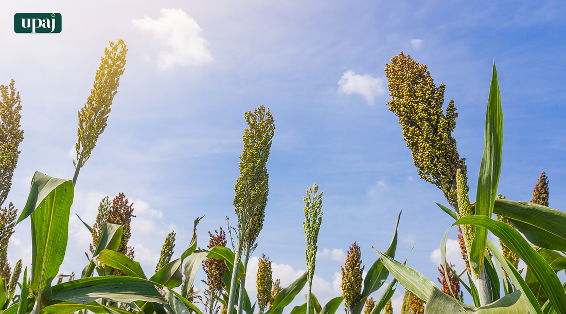 Sorghum Cultivation: Best Practices for Pest and Weed Control