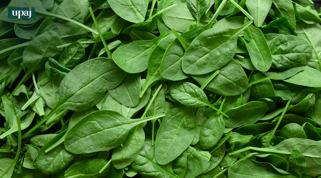 Spinach Cultivation: A Farmer’s Guide to Success