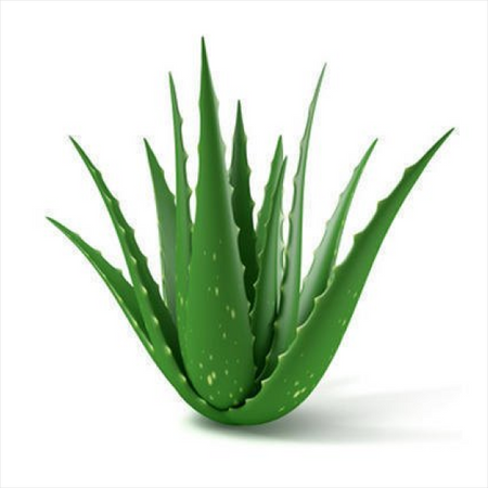 Aloevera